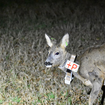 Femelle adulte de Chevreuil (Capreolus capreolus) équipée d’un collier GPS au moment de son relâcher