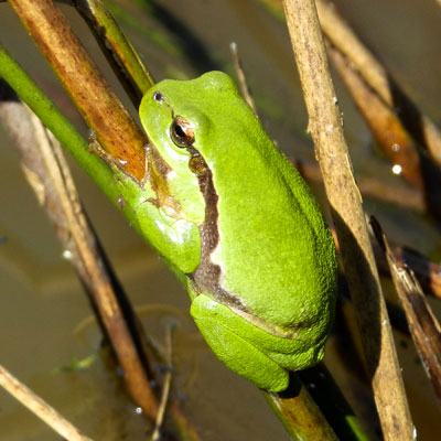 Rainette verte (Hyla arborea)