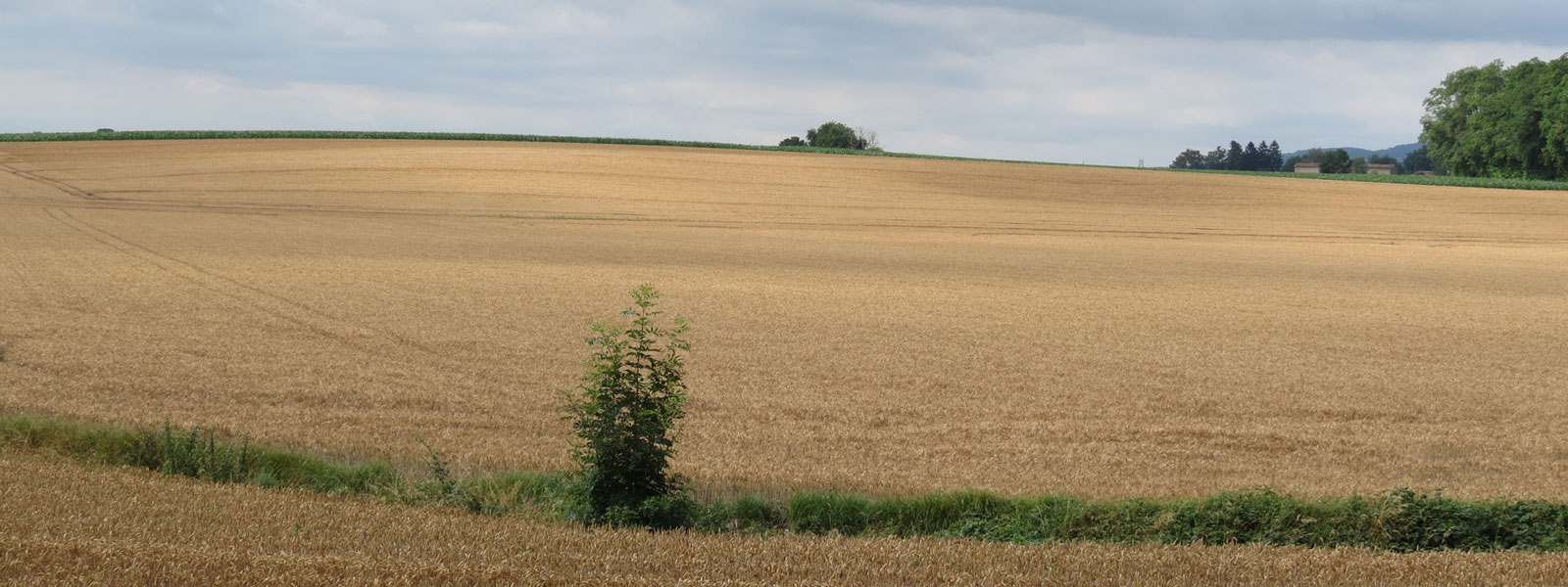 Terres agricoles