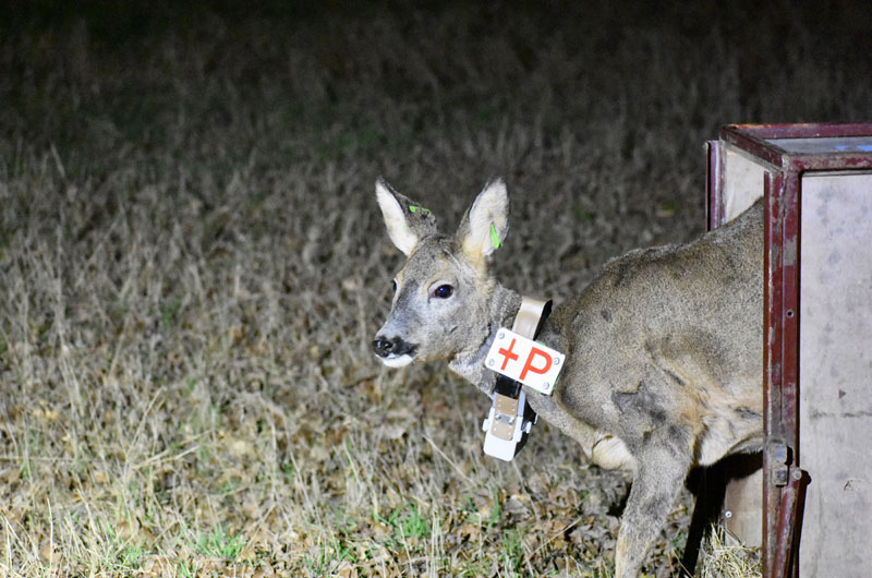 Femelle adulte de chevreuil équipée d’un collier GPS au moment de son relâcher Femelle adulte de chevreuil équipée d'un collier GPS au moment de son relâcher