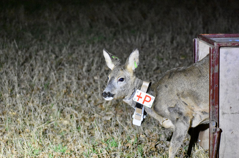 Lâcher d'un chevreuil femelle équipée d'un collier GPS