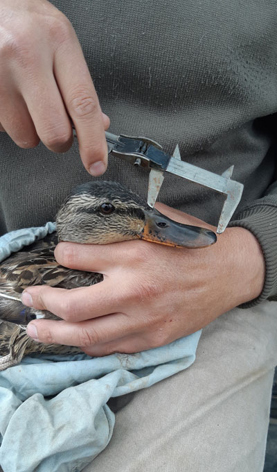 Mesure du bec d’une femelle de canard Colvert